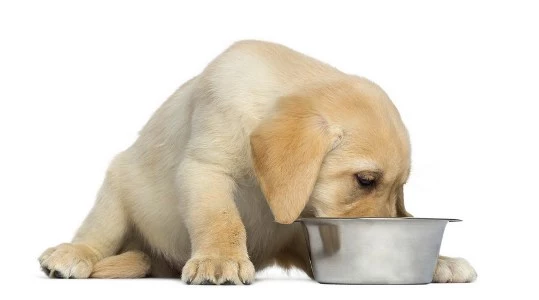 Labrador Puppy2 Eating