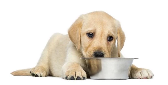Labrador Puppy6 Eating