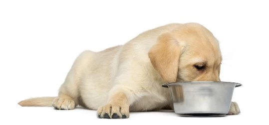 Labrador Puppy5 Eating