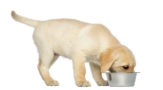 Labrador Puppy3 Eating