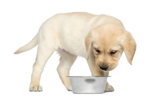 Labrador Puppy4 Eating